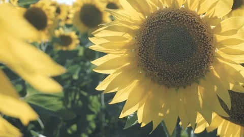 Sunflowers in the field swaying in the wind Stock Footage 111957028