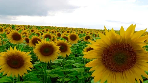 Sunflowers in the field swaying in the wind Vídeos de archivo 113742876
