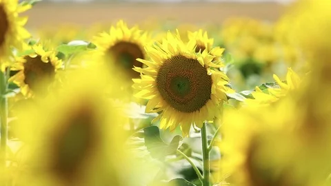 Sunflowers in the field swaying in the wind Stock Footage 115822055