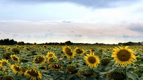 Sunflowers field time lapse Stock-Footage 120286751