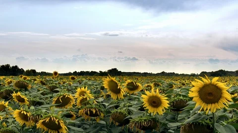 Sunflowers field time lapse Video stock 121123997