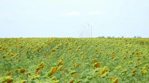 Sunflowers field under blue sky with clouds Video stock 248458909
