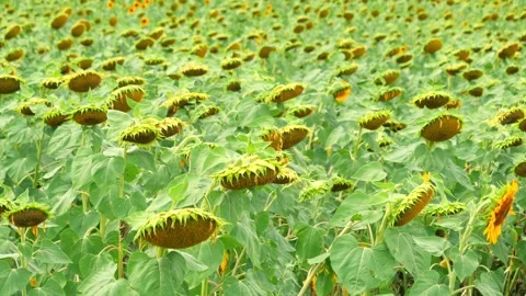 Sunflowers field under blue sky with clouds Stock Footage 248459908