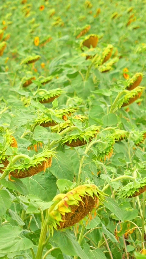 Sunflowers field under blue sky with clouds Stock Footage 248491153