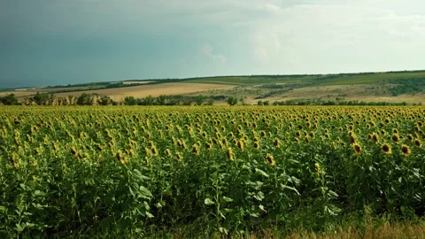 Sunflowers field under cloudy sky in countryside 1 Vidéo 339780381