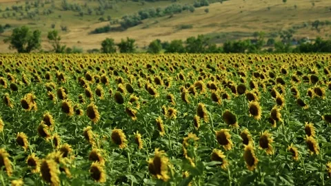 Sunflowers field under cloudy sky in countryside 2 Vidéo 339780468