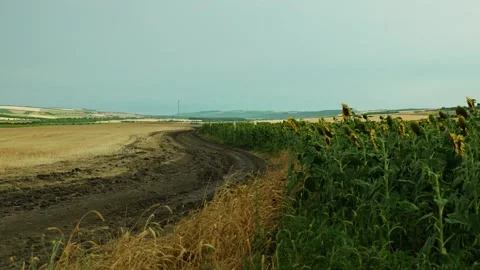 Sunflowers field under cloudy sky in countryside 3 Stock Footage 339780517