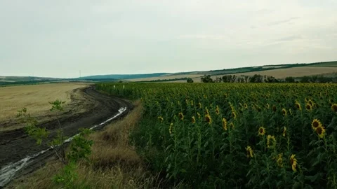 Sunflowers field under cloudy sky in countryside 4 Stock Footage 339780586