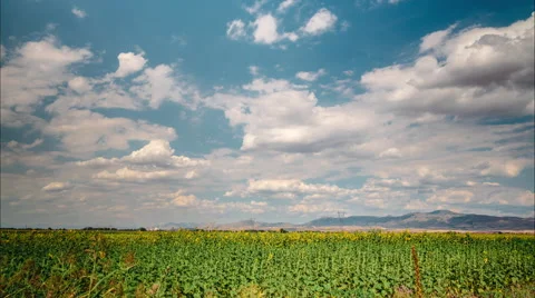 Sunflowers field under gathering clouds Video stock 53671028