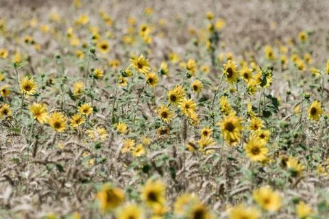 Sunflowers in the field of wheat Stock Photos