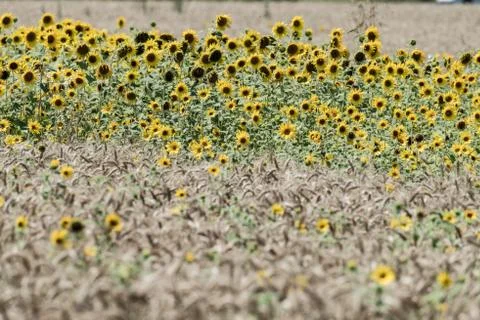 Sunflowers in the field of wheat Stock Photos