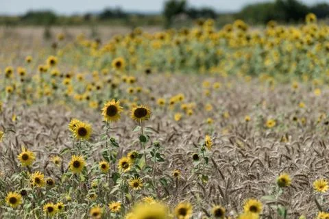 Sunflowers in the field of wheat Stock Photos