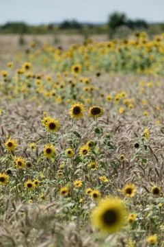 Sunflowers in the field of wheat Stock Photos