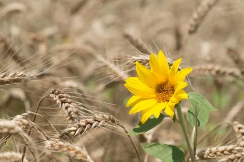 Sunflowers in the field of wheat Stock Photos