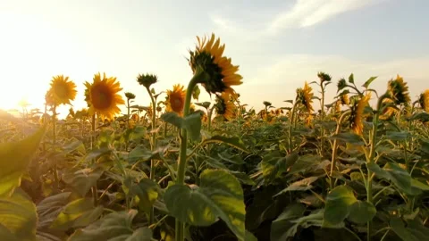 Sunflowers field while sunset. Summer landscape with big yellow farm field wi Stock Footage 154424911