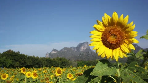 Sunflowers field in the wind Stock-Footage 45673858