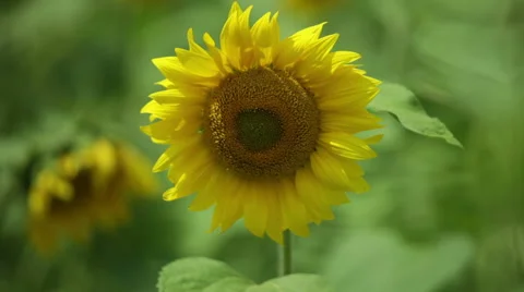 Sunflowers in a field in the wind Stock Footage 53065454