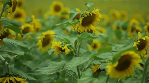 Sunflowers in a field in the wind Video stock 53065752
