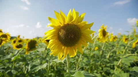 Sunflowers in a field_4 Stock Footage 81371163
