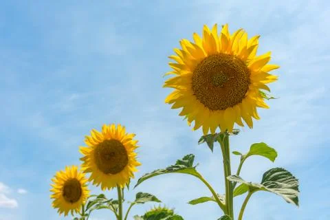 Sunflowers from the fields of Andalucia,Spain. Stock Photos