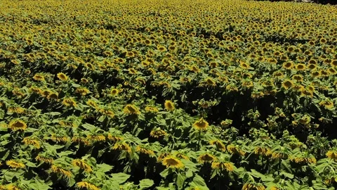 Sunflowers in fields up close 動画素材 106427615