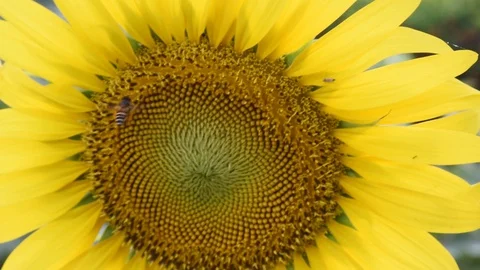 Sunflowers fields in full bloom and swarm of bees Stock Footage 129249142