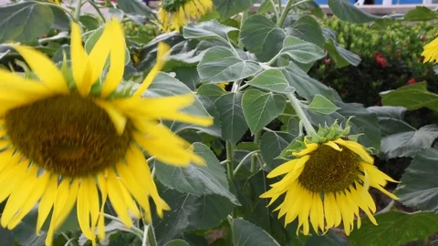 Sunflowers fields in full bloom,teasing the wind Stock Footage 129249141