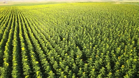 Sunflowers fields nature Stock Footage 240755831