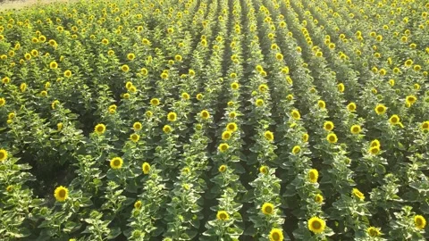 Sunflowers fields nature Stock Footage 240756032
