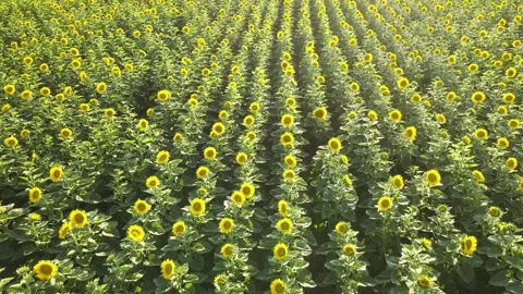 Sunflowers fields nature Stock Footage 240756073
