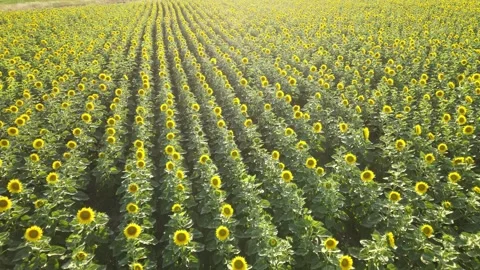 Sunflowers fields nature Video stock 240756197