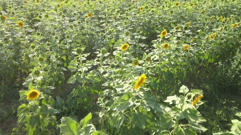 Sunflowers fields nature Stock Footage 240756743