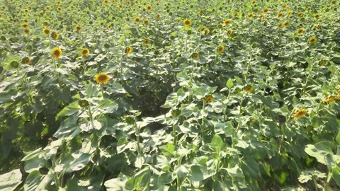 Sunflowers fields nature 스톡 동영상 240756823