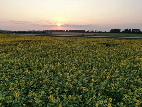 Sunflowers fields Stock Photos