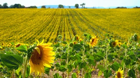 Sunflowers fields with a pollinating bee in Provence, France Stock Footage 112284110