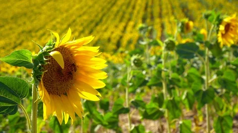 Sunflowers fields with some pollinating bees in Provence, France Stock Footage 112284064