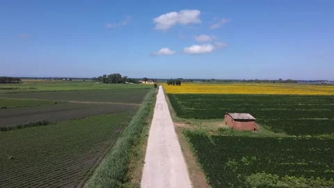 Sunflowers fields in Tuscany Stockbeeldmateriaal 143835451