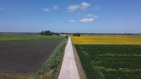 Sunflowers fields in Tuscany 動画素材 143835573