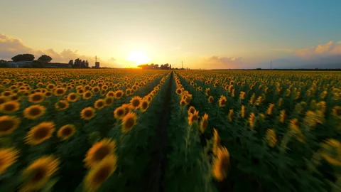 Sunflowers at first light of dawn Stock Footage 313828207