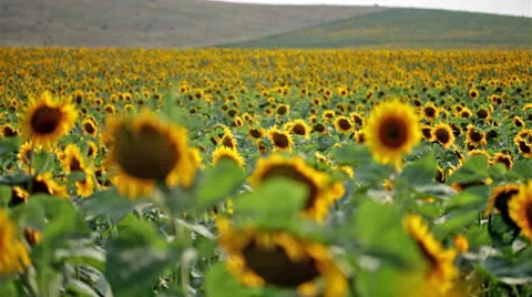 Sunflowers floating sharpness 動画素材 25598619