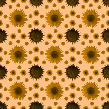 Sunflowers flowers seamless pattern design isolated on uniform background. Ca Stock Illustration