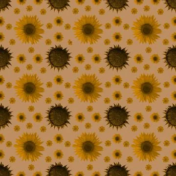 Sunflowers flowers seamless pattern design isolated on uniform background. Ca Stock Illustration
