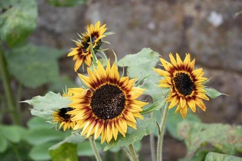 Sunflowers  in flull bloom Stock Photos