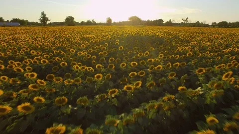 Sunflowers Flyover 1 Stock Footage 83333037