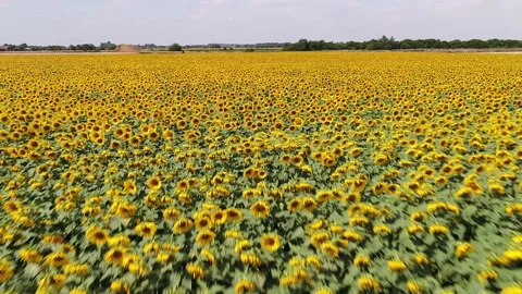 Sunflowers Flyover Stock Footage