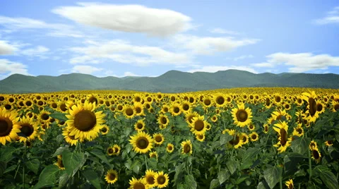 Sunflowers Following Sun Stock Footage