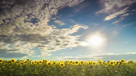Sunflowers following Sun. Timelapse. Stock Footage 52575648