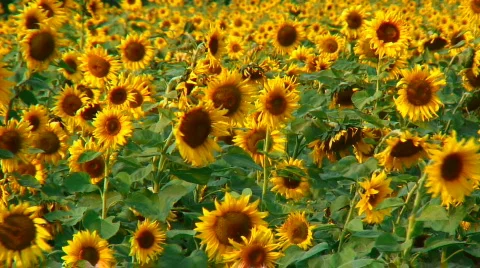 Sunflowers Stock Footage 278556