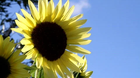 Sunflowers Stock Footage 851152