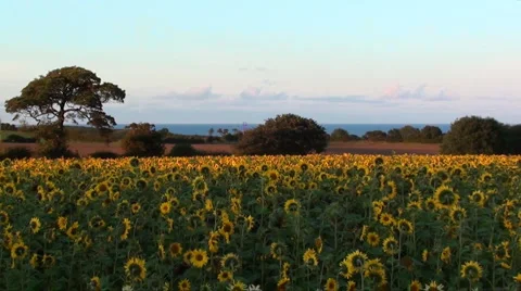 Sunflowers Stock Footage 915507